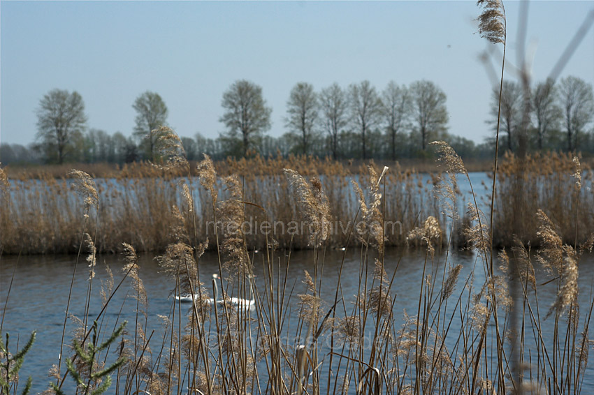 Linum. Schilfgürtel an den Fischteichen.
18. 4. 2010. Brandenburg. Linum. Schilfgürtel an den Fischteichen.
Schlüsselwörter: Deutschland;Fischteiche;Germany;Linum;Rhinluch;2010;Brandenburg;Schilfgürtel