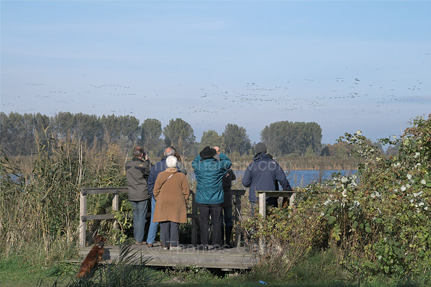 Linum. Schaulustige bei Vogelbeobachten.
23. 10. 2010. Brandenburg. Linum. Schaulustige bei Vogelbeobachten.
Schlüsselwörter: Deutschland;Germany;Linum;Rhinluch;Schaulustige;2010;Brandenburg;Vogelbeobachter
