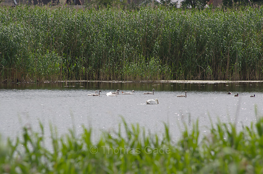 Linum. Bei den Teichen
23. 6. 2012. Brandenburg. Ruppiner Land. Rhinluch. Linum. Bei den Teichen. Schwäne mit Nachwuchs. Vogel. Tiere
Schlüsselwörter: Deutschland;Germany;Linum;Rhinluch;Ruppiner Land;Schwan;Schwäne;Tiere;2012;Brandenburg;Vogel