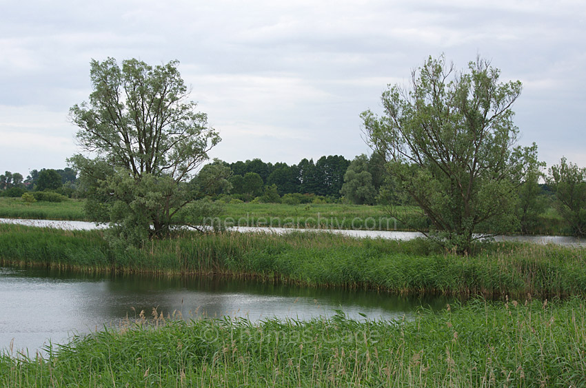 Linum. Bei den Teichen
23. 6. 2012. Brandenburg. Ruppiner Land. Rhinluch. Linum. Bei den Teichen
Schlüsselwörter: Deutschland;Germany;Linum;Rhinluch;2012;Brandenburg;Ruppiner Land