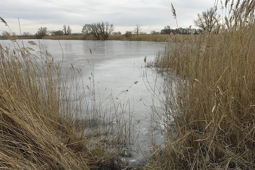 Linum
8. 2. 2014. Brandenburg. Linum. Eis auf den Teichen. Winter. Pflanzen. Gras. Schilf
Schlüsselwörter: Eis;Gras;Linum;Schilf;Teiche;2014;Brandenburg;Winter