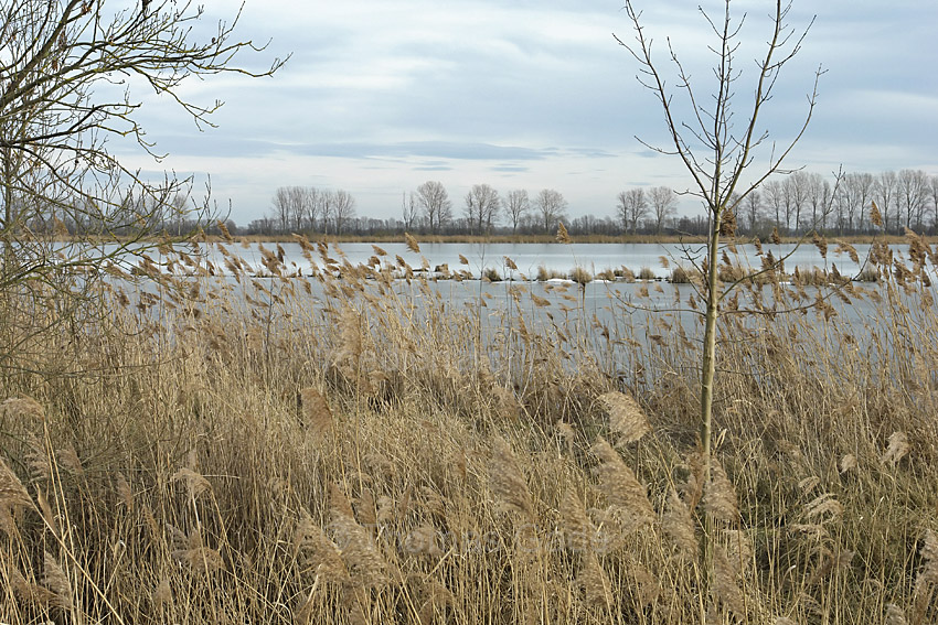 Linum
8. 2. 2014. Brandenburg. Linum. Eis auf den Teichen. Winter. Pflanzen. Gras. Schilf
Schlüsselwörter: Eis;Gras;Linum;Schilf;Teiche;2014;Brandenburg;Winter