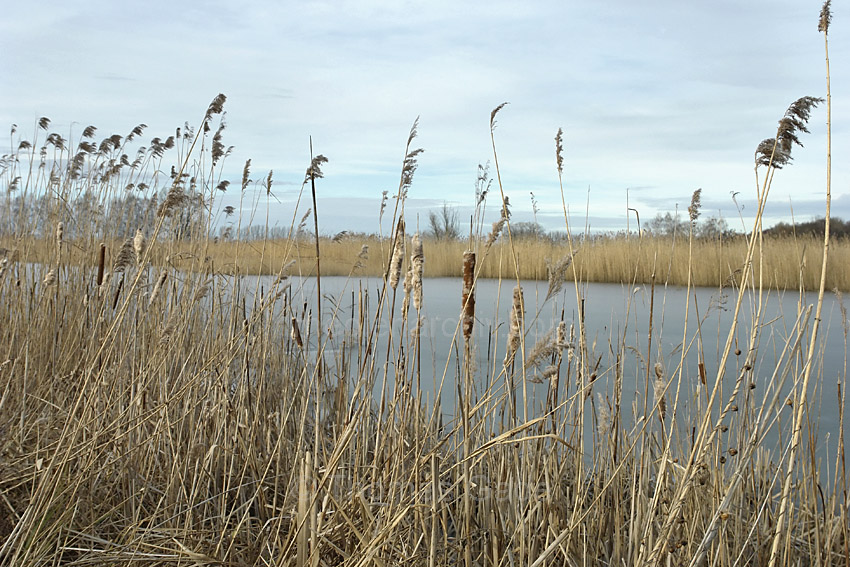 Linum
8. 2. 2014. Brandenburg. Linum. Eis auf den Teichen. Winter. Pflanzen. Gras. Schilf
Schlüsselwörter: Eis;Gras;Linum;Schilf;Teiche;2014;Brandenburg;Winter