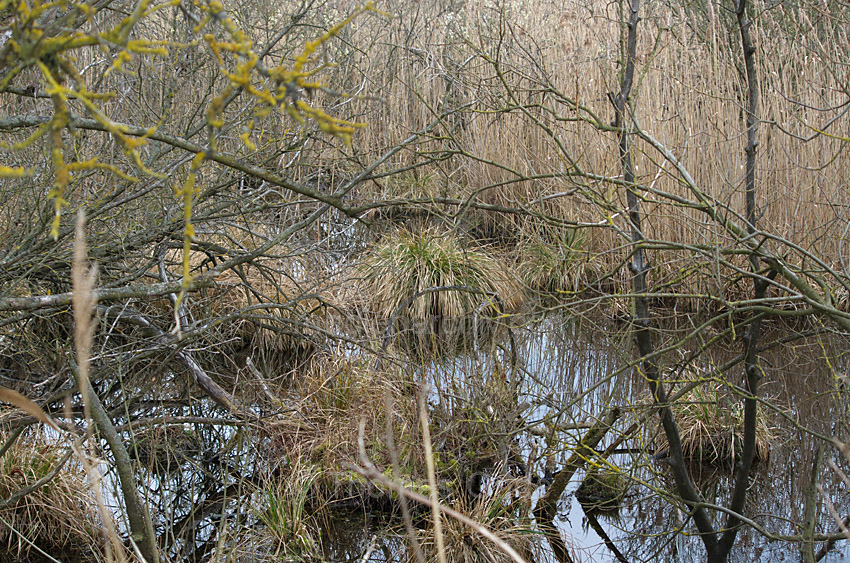 Linum. Sumpf
23. 3. 2014. Brandenburg. Linum. Sumpf mit bewachsenen kleinen Inseln.
Schlüsselwörter: Linum;Moor;2014;Brandenburg;Sumpf