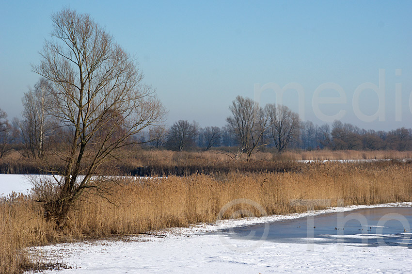 Linum.  Zugefrorene Teiche.
22. 1. 2016. Brandenburg. Rhinluch. Linum. Winter. Zugefrorene Teiche. Schilfgürtel
Schlüsselwörter: 2016;Brandenburg;Linum;Schilfgürtel;Teiche;Winter
