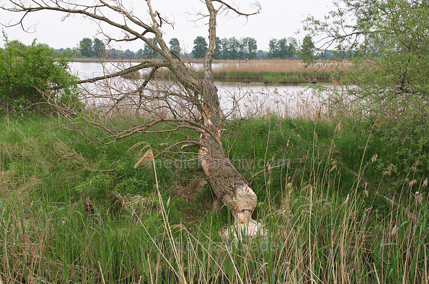 Linum. Vom Biber gefällter Baum
11. 5. 2013. Brandenburg. Linum. Vom Biber gefällter Baum
Schlüsselwörter: Biber;Brandenburg;Deutschland;Germany;Linum;2013;Baum