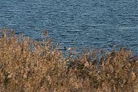 Brandenburg-Linum-Teich-20091031-102.jpg