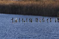 Brandenburg-Linum-Teich-20091107-54-01.jpg