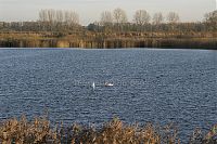 Brandenburg-Linum-Teich-20091107-56-01.jpg