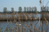 Brandenburg-Linum-Teich-20100418-082.jpg
