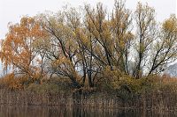 Brandenburg-Linum-Teich-20101101-01.jpg