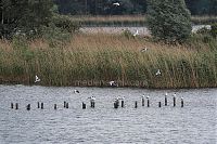 Dateiname=Brandenburg-Linum-Teich-20110529-25.jpg
Dateigröße=282KB
Abmessungen: 850x566
hinzugefügt am: 16. März 2017 Brandenburg-Linum-Teich-20110529-25.jpg