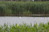 Dateiname=Brandenburg-Linum-Teich-20120623044.jpg
Dateigröße=241KB
Abmessungen: 850x563
hinzugefügt am: 16. März 2017 Brandenburg-Linum-Teich-20120623044.jpg
