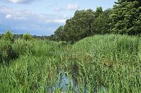 Brandenburg-Linum-Teich-20120715-216.jpg