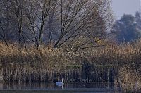 Dateiname=Brandenburg-Linum-Teich-20121113-104.jpg
Dateigröße=305KB
Abmessungen: 850x563
hinzugefügt am: 16. März 2017 Brandenburg-Linum-Teich-20121113-104.jpg