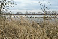 Brandenburg-Linum-Teich-20140208-057.jpg