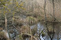 Brandenburg-Linum-Teich-20140323-106.jpg