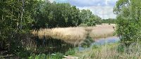 Brandenburg-Linum-Teich-20150513-100.jpg