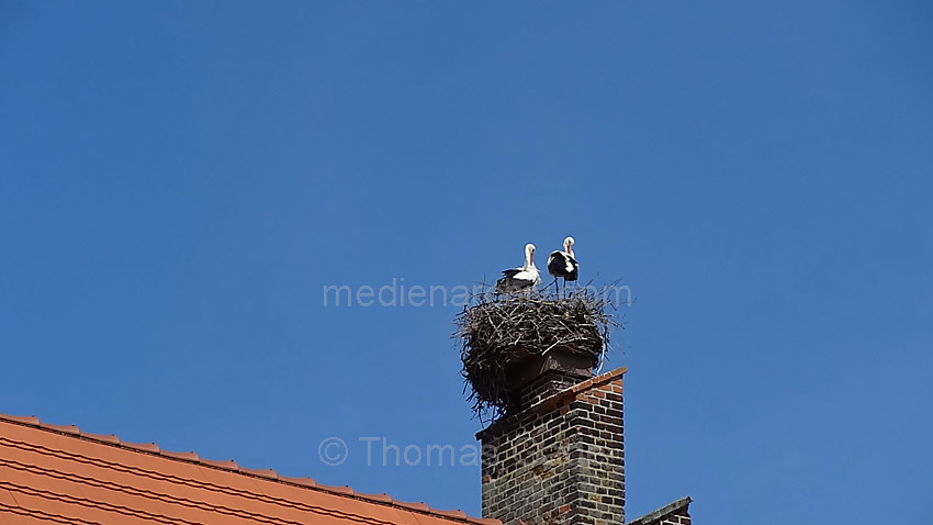 Linum. Vogel. Storch. Störche. Fauna
20. 4. 2013. Brandenburg. Linum. Tiere. Fauna. Vogel. Störche im Horst auf der Kirche
Schlüsselwörter: Deutschland;Germany;Horst;Kirche;Linum;Nest;Storch;Störche;Vogel;2013;Brandenburg;Vögel