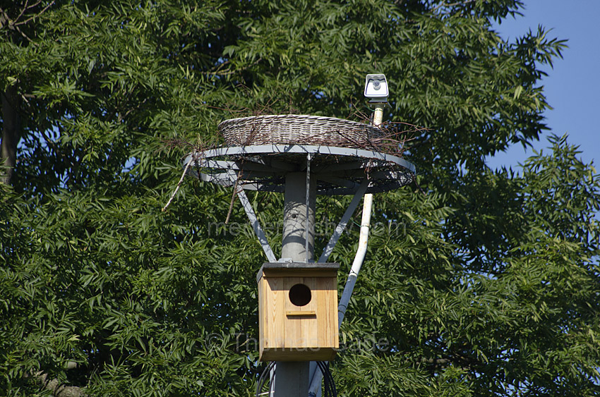 Linum. NABU. Nistkasten. Strochenhorst
6. 7. 2013. Brandenburg. Linum. NABU Storchenschmiede. Nistplatz für Vögel und Horst für Störche. Nistkasten
Schlüsselwörter: Deutschland;Germany;Horst;Linum;NABU;Nistkasten;2013;Brandenburg;Storchenschmiede