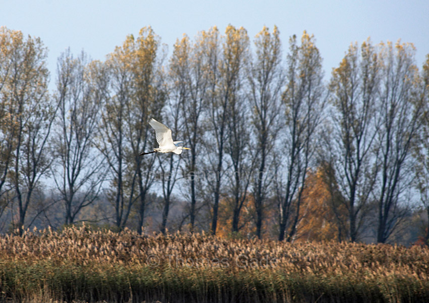 Linum. Fauna Vogel Vögel an den Fischteichen. Weisser Reiher
31. 10. 2009. Brandenburg. Rhinluch. Linum. Fauna Vogel Vögel an den Fischteichen. Weisser Reiher. Silberreiher
Schlüsselwörter: Brandenburg;Deutschland;Fauna;Germany;Linum;Reiher;Rhinluch;Silberreiher;Teich;Vogel;2009;Vögel