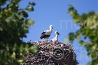 Brandenburg-Linum-Storch-20150630-211.jpg