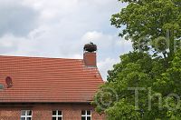 Brandenburg-Linum-Storch-20160521-470.jpg