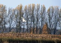 Brandenburg-Linum-Vogel-20091031-103.jpg