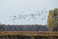 Brandenburg-Linum-Vogel-20091031-105.jpg