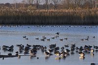 Brandenburg-Linum-Vogel-20091107-60-01.jpg