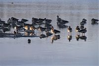 Brandenburg-Linum-Vogel-20091107-64-01.jpg