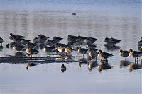 Brandenburg-Linum-Vogel-20091107-66-01.jpg