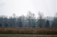 Brandenburg-Linum-Vogel-20101107-31.jpg