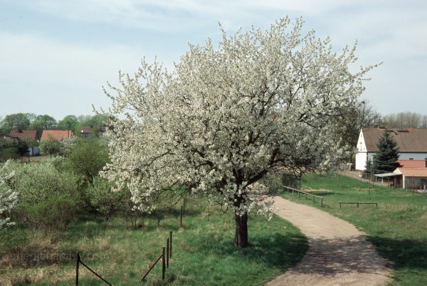 Brandenburg Oderbruch
29. 4. 2000. Brandenburg. Oderbruch. Blühender Baum auf einem Deich
Schlüsselwörter: Baum;Blüte;Brandenburg;Deich;Deutschland;Germany;Hohensaaten;2000;Oderbruch
