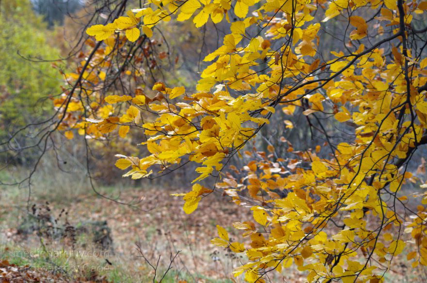 Potsdam. Park Babelsberg
10. 11. 2012. Brandenburg. Potsdam. Park Babelsberg
Schlüsselwörter: Babelsberg;Brandenburg;Deutschland;Germany;Park Babelsberg;2012;Potsdam