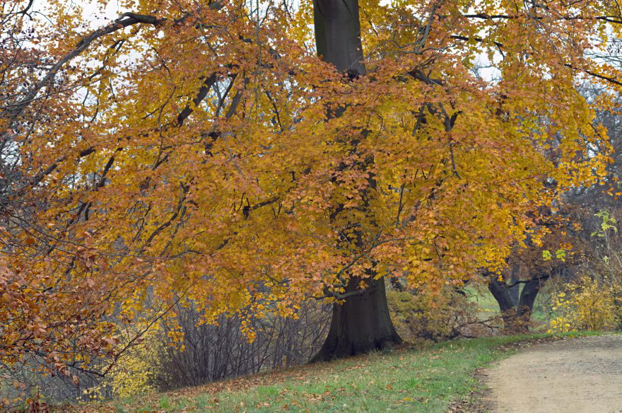 Potsdam. Park Babelsberg
10. 11. 2012. Brandenburg. Potsdam. Park Babelsberg
Schlüsselwörter: Babelsberg;Brandenburg;Deutschland;Germany;Park Babelsberg;2012;Potsdam
