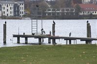 Brandenburg-Potsdam-Havel-20121110-118.jpg