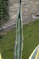 Brandenburg-Potsdam-Neuer-Garten-20050807-69.jpg