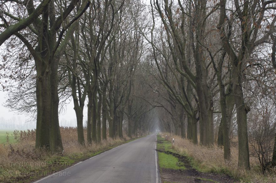 Brandenburg. Rhinluch. Landschaft bei Linumhorst
3. 12. 2013. Brandenburg. Rhinluch. Landschaft bei Linumhorst. Landstraße. Allee
Schlüsselwörter: Allee;Baum;Brandenburg;Kremmen;Landstraße;Linum;Linumhorst;2013;Rhinluch