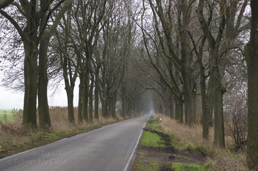 Brandenburg. Rhinluch. Landschaft bei Linumhorst
3. 12. 2013. Brandenburg. Rhinluch. Landschaft bei Linumhorst. Landstraße. Allee
Schlüsselwörter: Allee;Baum;Brandenburg;Kremmen;Landstraße;Linum;Linumhorst;2013;Rhinluch