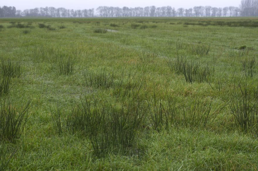 Brandenburg. Rhinluch. Landschaft bei Linumhorst
3. 12. 2013. Brandenburg. Rhinluch. Landschaft bei Linumhorst. Binsen auf den Feuchtwiesen
Schlüsselwörter: Binsen;Brandenburg;Feuchtwiesen;Flora;Juncus;Kremmen;Linum;Linumhorst;Pflanzen;2013;Rhinluch
