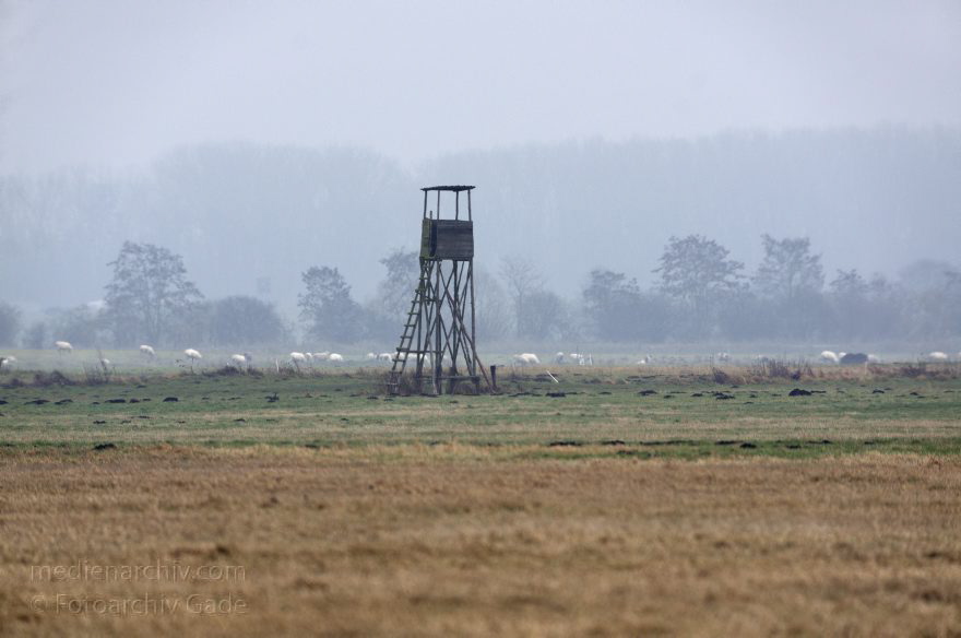 Brandenburg. Rhinluch. Landschaft bei Linumhorst
3. 12. 2013. Brandenburg. Rhinluch. Landschaft bauf einer großen Wiese
Schlüsselwörter: Brandenburg;Hochsitz;Kremmen;Linum;Linumhorst;2013;Rhinluch