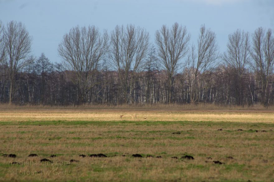 Brandenburg. Rhinluch bei Linumhorst
11. 1. 2014. Brandenburg. Rhinluch bei Linumhorst
Schlüsselwörter: Baum;Brandenburg;2014;Rhinluch