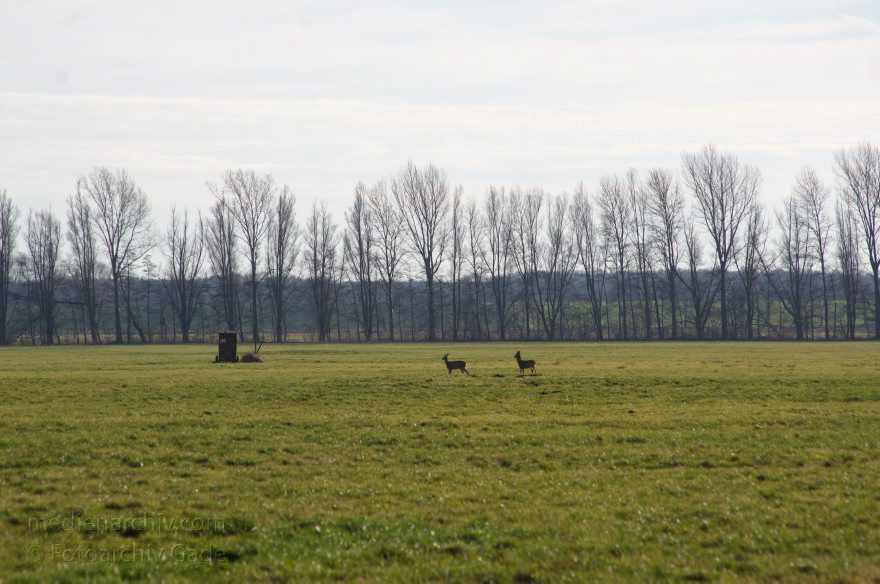 Brandenburg. Rhinluch bei Linumhorst
11. 1. 2014. Brandenburg. Rhinluch bei Linumhorst. Feuchtwiesen.
Schlüsselwörter: Brandenburg;Rehe;Rhinluch;2014;Wiesen