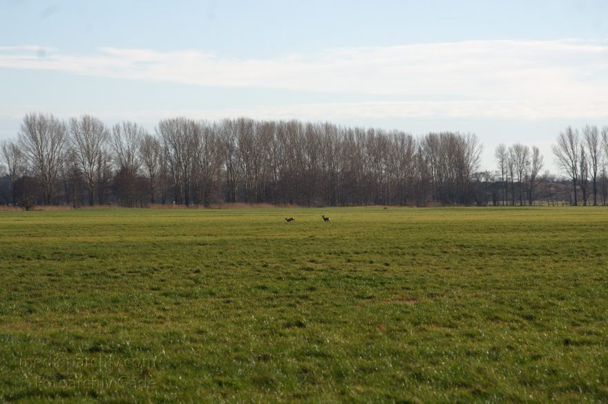 Brandenburg. Rhinluch bei Linumhorst
11. 1. 2014. Brandenburg. Rhinluch bei Linumhorst. Feuchtwiesen.
Schlüsselwörter: Brandenburg;Rehe;Rhinluch;2014;Wiesen