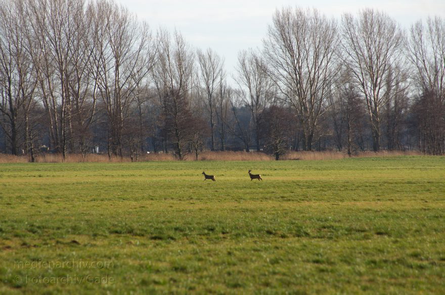 Brandenburg. Rhinluch bei Linumhorst
11. 1. 2014. Brandenburg. Rhinluch bei Linumhorst. Feuchtwiesen.
Schlüsselwörter: Brandenburg;Rehe;Rhinluch;2014;Wiesen