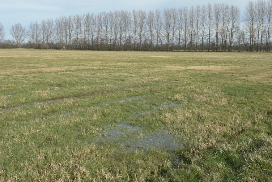 Brandenburg. Rhinluch bei Linumhorst
8. 2. 2014. Brandenburg. Rhinluch bei Linumhorst
Schlüsselwörter: Brandenburg;Rhinluch;2014;Wiesen
