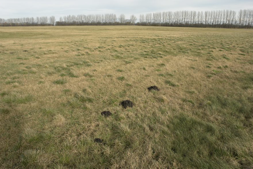 Brandenburg. Rhinluch bei Linumhorst
8. 2. 2014. Brandenburg. Rhinluch bei Linumhorst. Maulwurfshügel auf einer Wiese
Schlüsselwörter: Brandenburg;Maulwurfhügel;Maulwurfshügel;Rhinluch;Wiese;2014;Wiesen