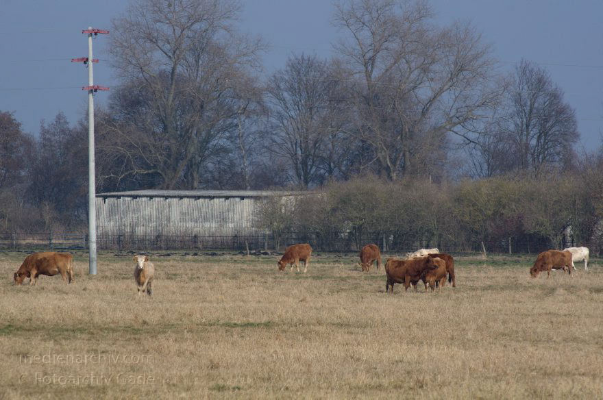 Brandenburg. Rinder auf der Weide. Viehzucht
1. 3. 2014. Brandenburg. Rhinluch. Rinder auf der Weide. Viehzucht
Schlüsselwörter: Brandenburg;Herde;Rhinluch;Rinder;Vieh;Viehzucht;2014;Weide