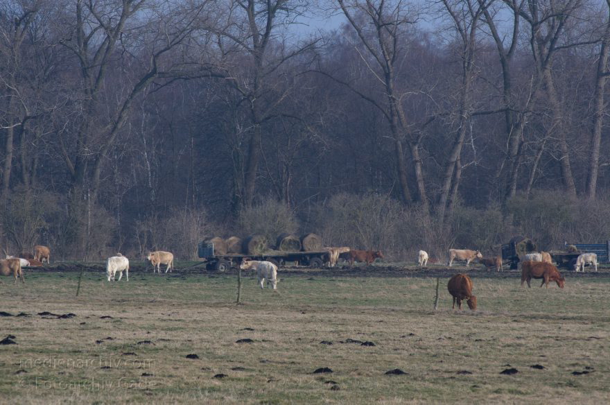 Brandenburg. Rinder auf der Weide. Viehzucht
1. 3. 2014. Brandenburg. Rhinluch. Rinder auf der Weide. Viehzucht
Schlüsselwörter: Brandenburg;Herde;Rhinluch;Rinder;Vieh;Viehzucht;2014;Weide